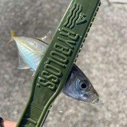 アジ