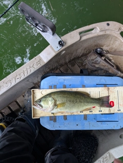 釣果