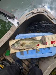 釣果