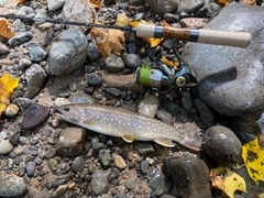 イワナの釣果