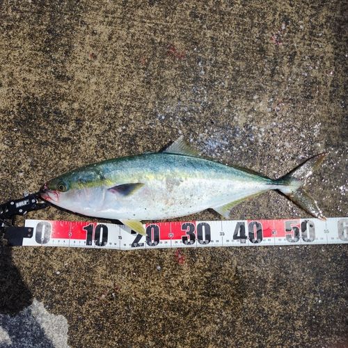 イナダの釣果