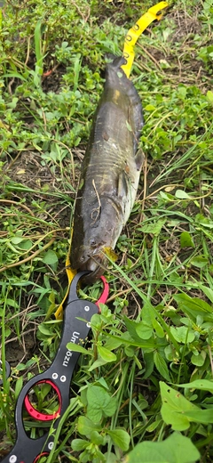 ナマズの釣果