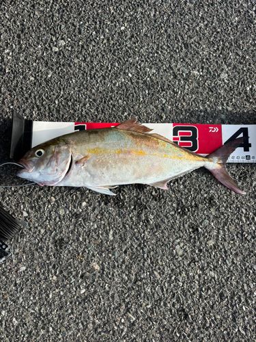 ショゴの釣果