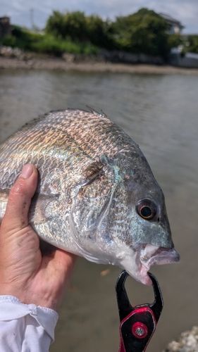 キビレの釣果