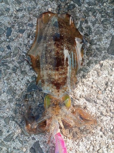 アオリイカの釣果