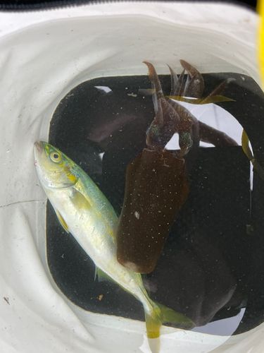 敦賀湾