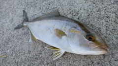 ネリゴの釣果