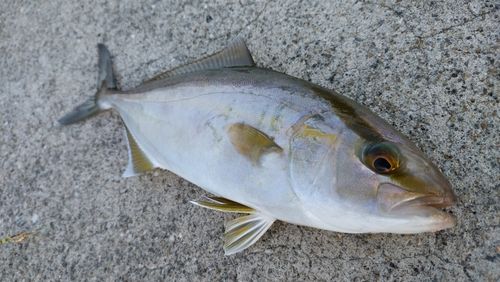 ネリゴの釣果