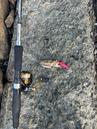 コウイカの釣果