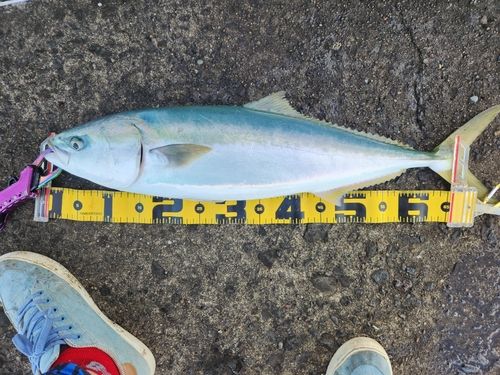 ブリの釣果