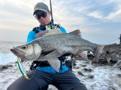 ヒラスズキの釣果
