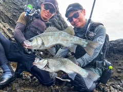 ヒラスズキの釣果