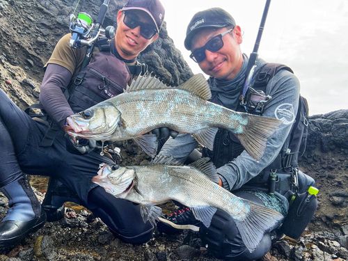 ヒラスズキの釣果