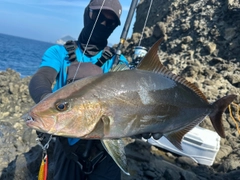 ヒレナガカンパチの釣果