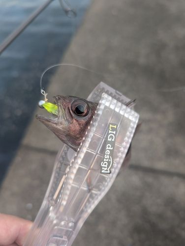 イシモチの釣果