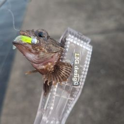 アラカブ