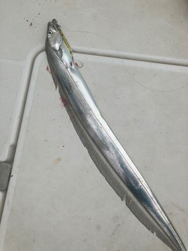 タチウオの釣果