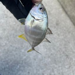 アジ