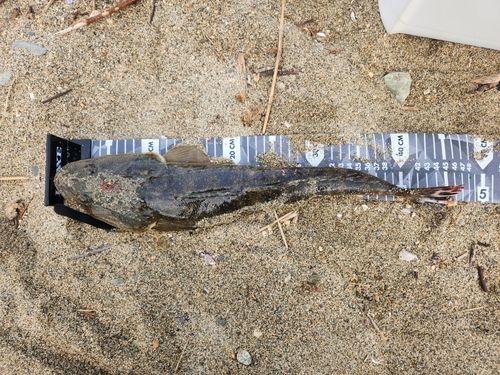 マゴチの釣果