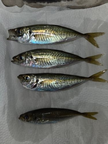 アジの釣果