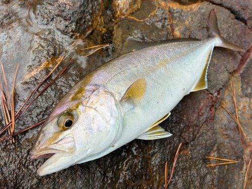 ショゴの釣果