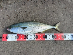 ワラサの釣果