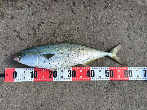 ワラサの釣果