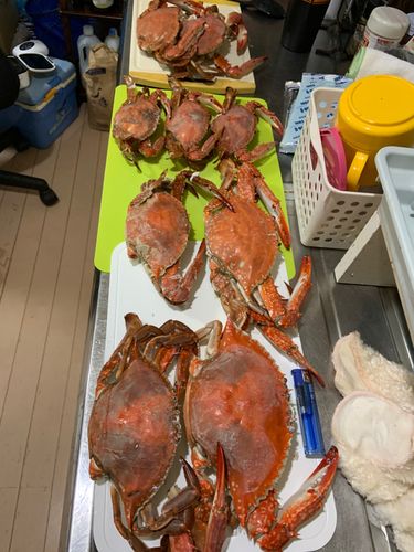 ワタリガニの釣果