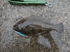 ヒラメの釣果