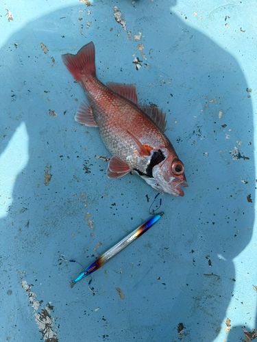 アカムツの釣果