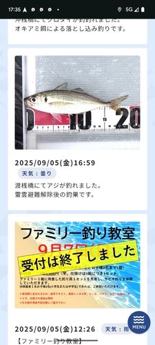 アジの釣果