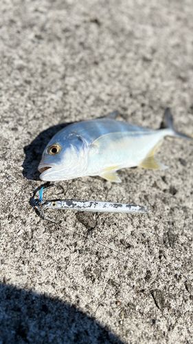 メッキの釣果