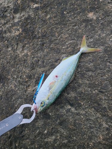 釣果