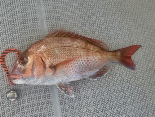 マダイの釣果