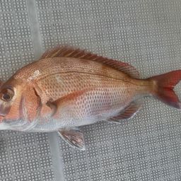 マダイ