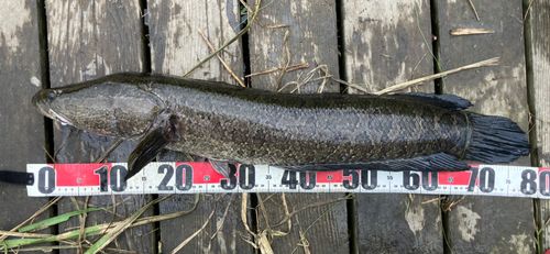 ライギョの釣果
