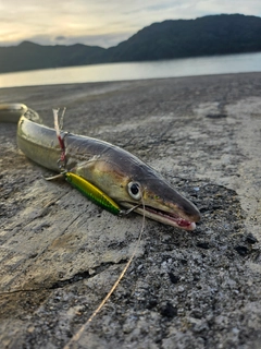 ハモの釣果