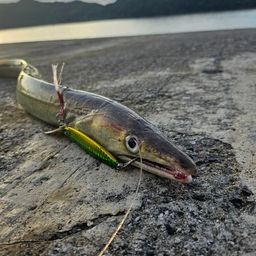 ハモ