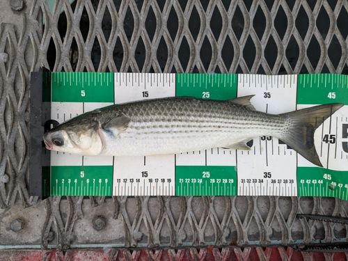 ボラの釣果