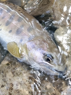 ヤマメの釣果