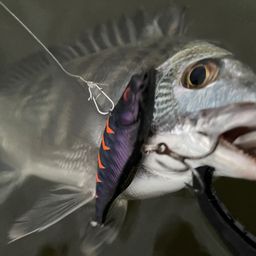 クロダイ