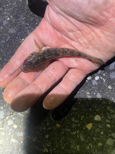 マハゼの釣果