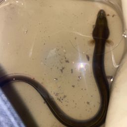 ウナギ