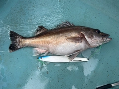 アラの釣果