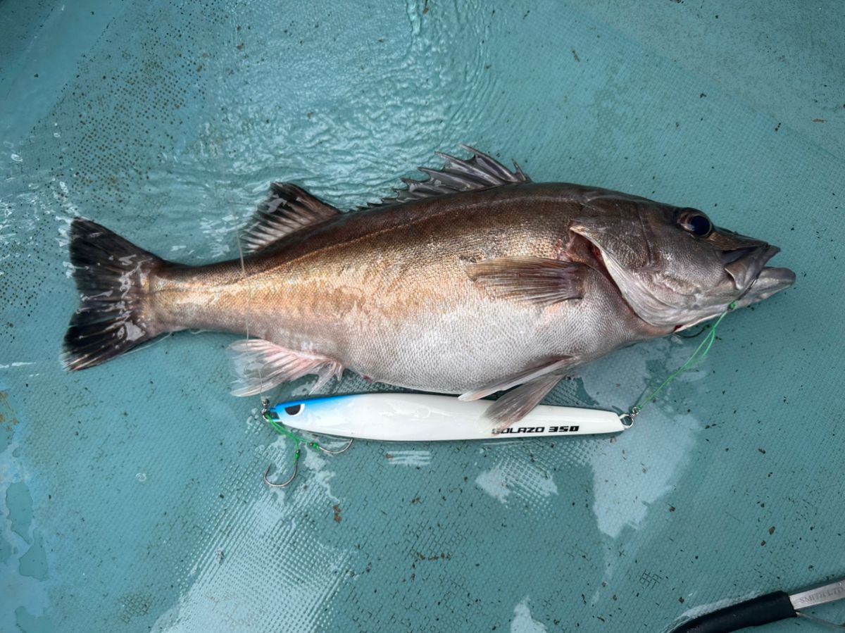 いかおとこさんの釣果 1枚目の画像