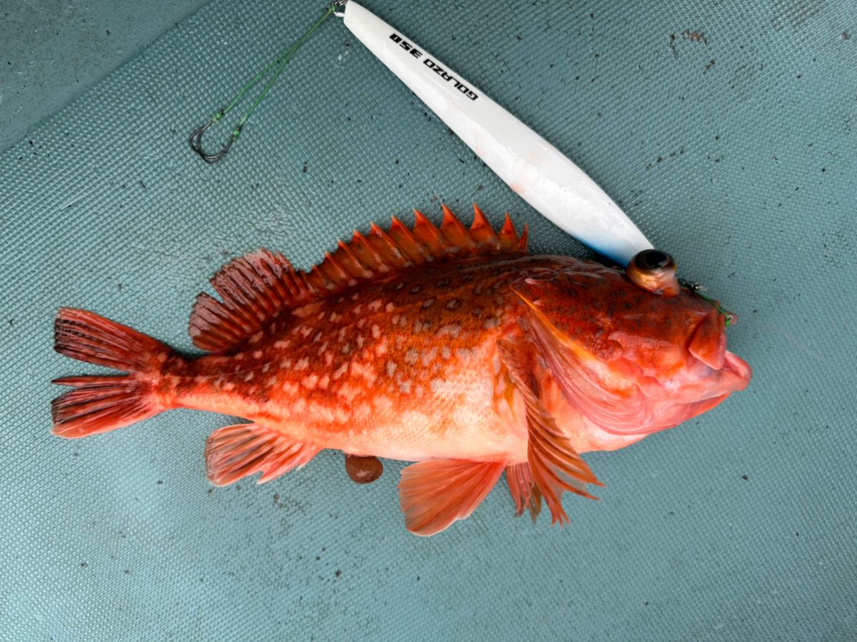 いかおとこさんの釣果 2枚目の画像