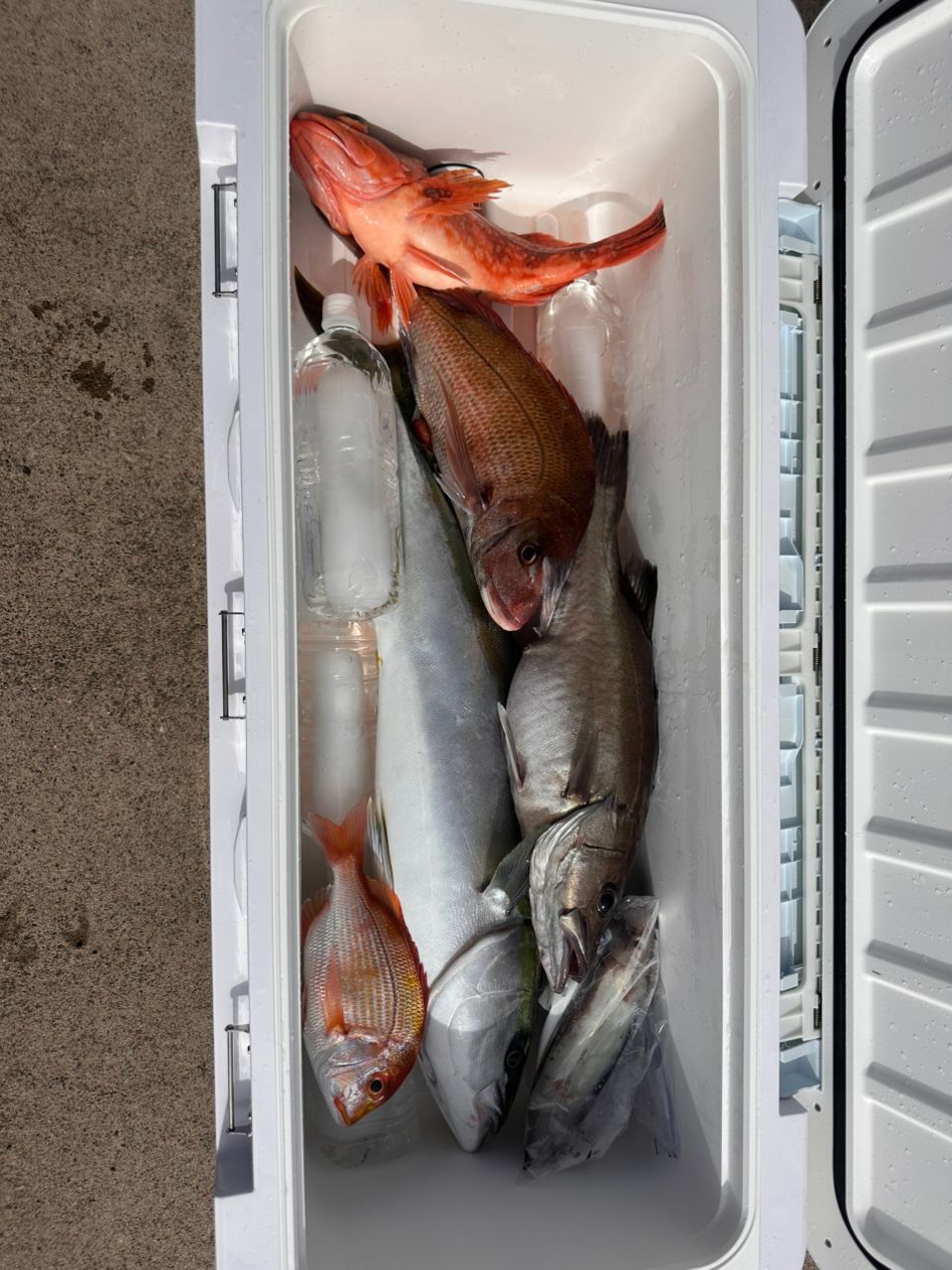 いかおとこさんの釣果 3枚目の画像