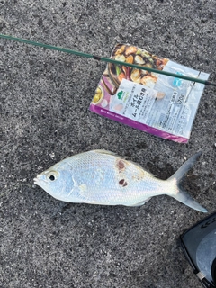 ツッパリサギの釣果