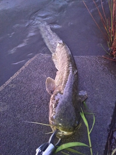 マナマズの釣果