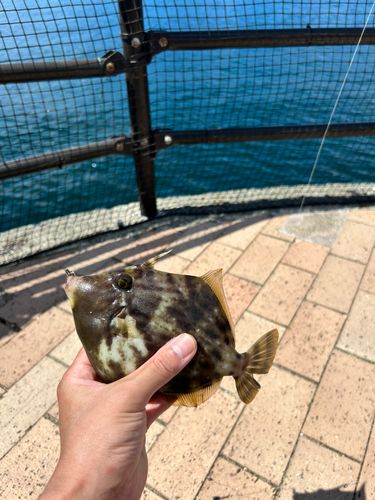 カワハギの釣果